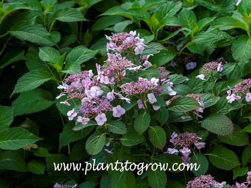 Blue Billows Hydrangea